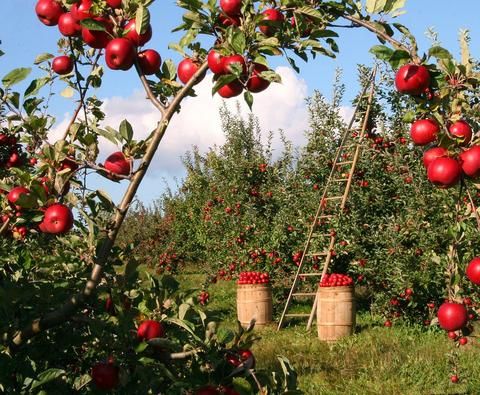 an orchard