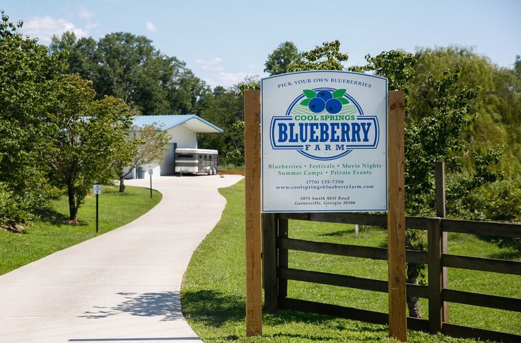 Pick Berries At Cool Spring Blueberry Farm
