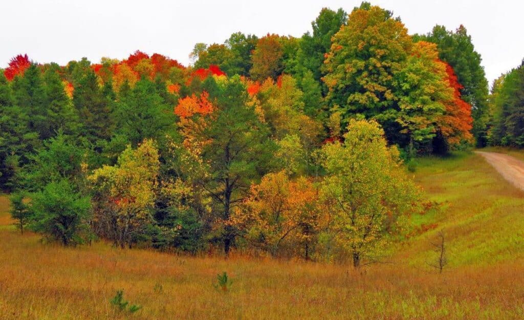 Huron-Manistee National Forests